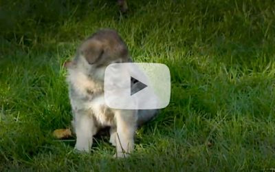 [Video] Puppy or Wolf? You Have 08 Seconds to Decide.