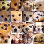 Blueberry Muffin vs Blonde Chihuahua