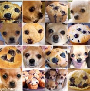 Blueberry Muffins vs Blonde Chihuahua
